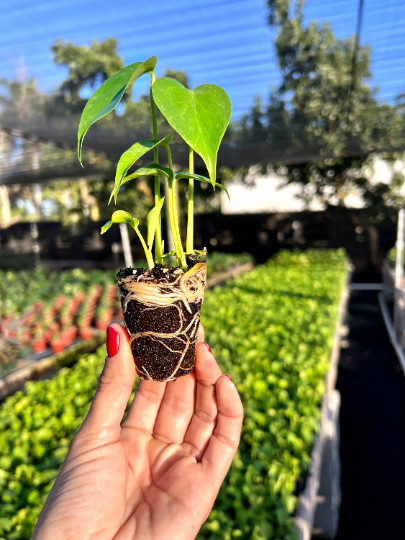Monstera Deliciosa Plug | Indoor and Outdoor Live Tropical House Plant | Starter