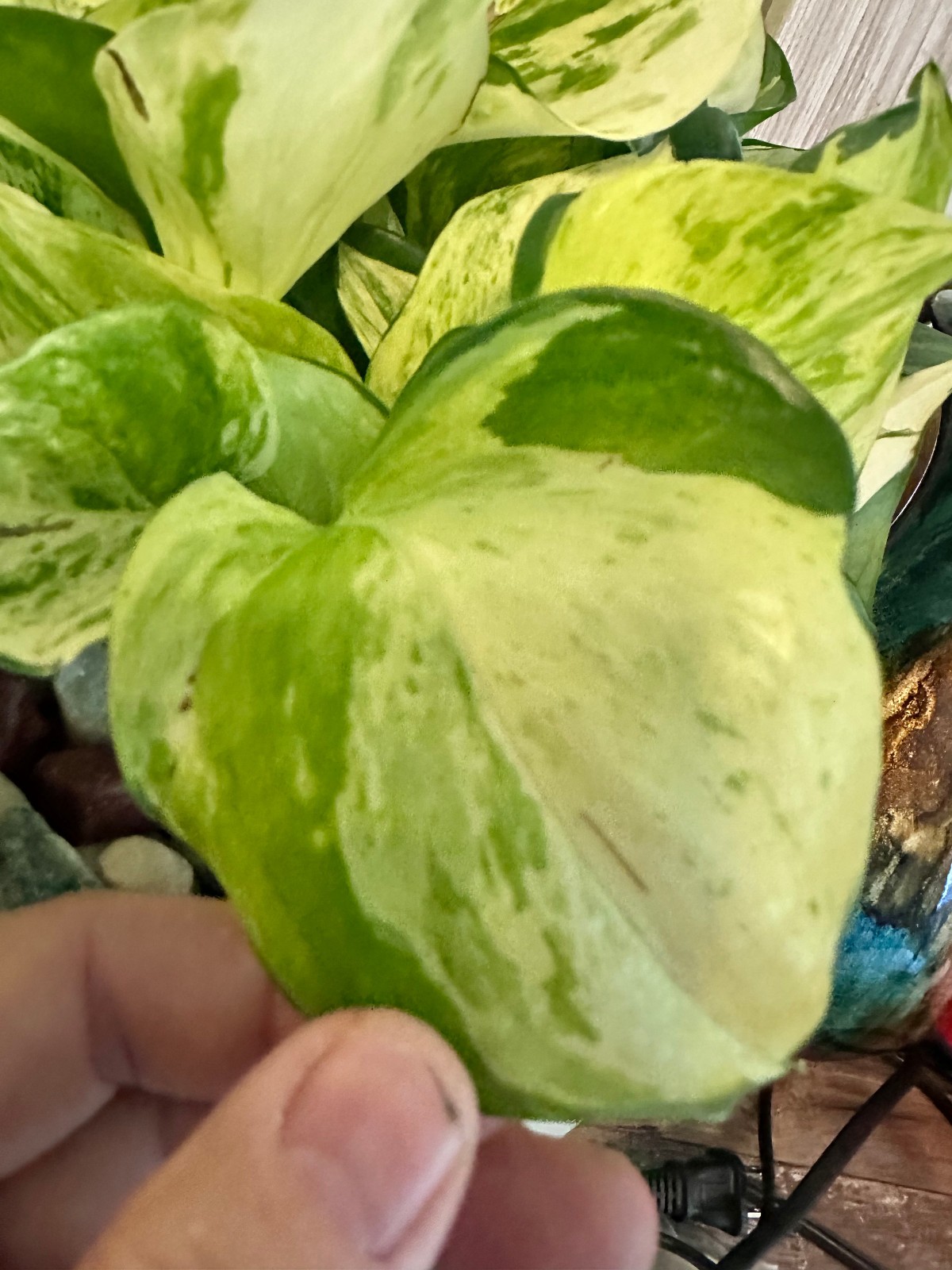 Marble Queen Pothos Cutting Live Plant Unrooted Epipremnum Aureum Cutting