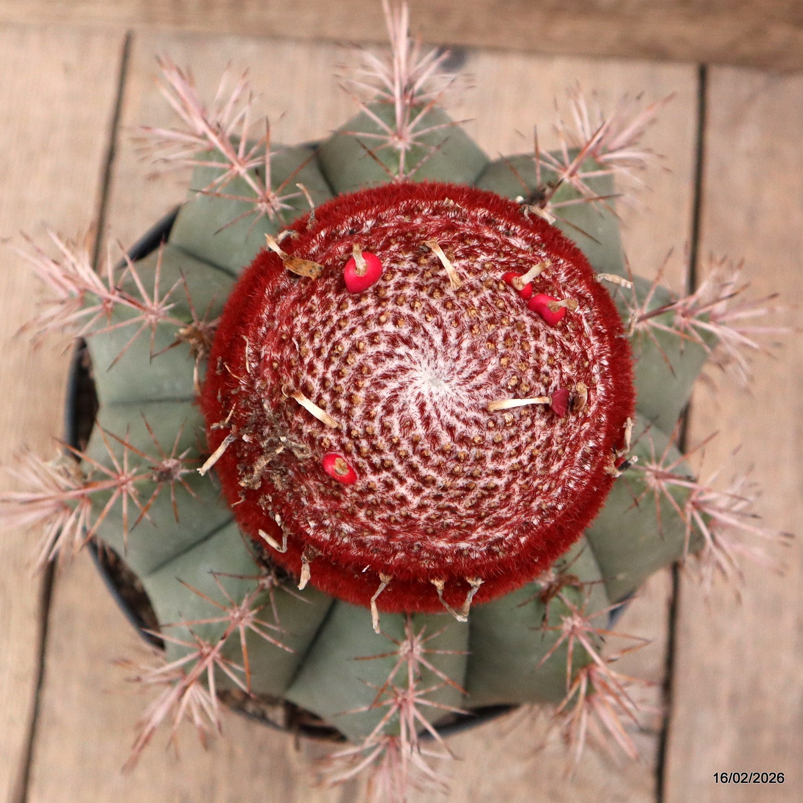 D7794 MELOCACTUS BAHIENSIS pot18-H19-W20 cm MaMa Cactus