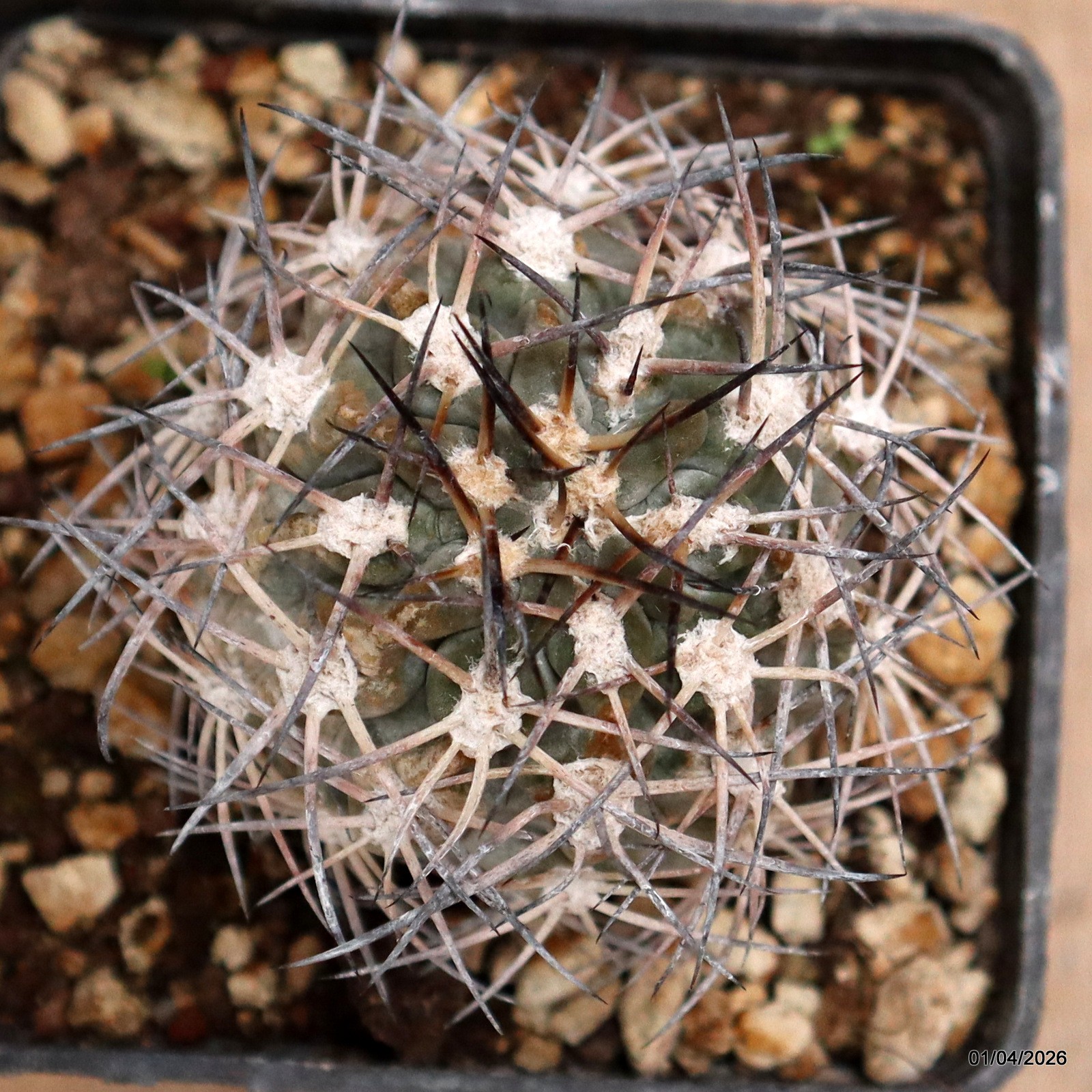 D8156 ACANTHOCALYCIUM GLAUCUM pot10-H8-W6 cm MaMa Cactus