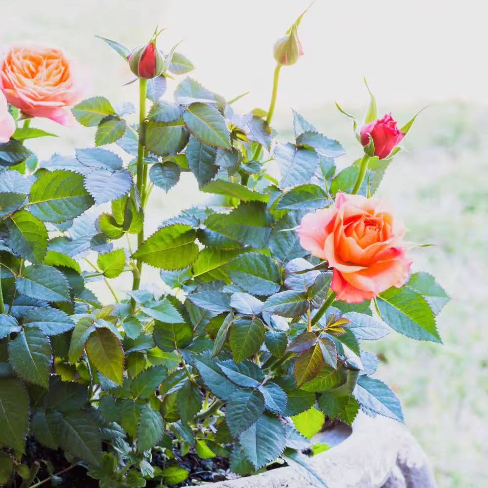 2.5 In. Rose Miniature Orange Honey with Orange Flowers (8-Pack)