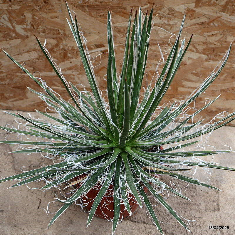D229 AGAVE SCHIDIGERA WHITE pot25-H40-W60 cm MaMa Cactus