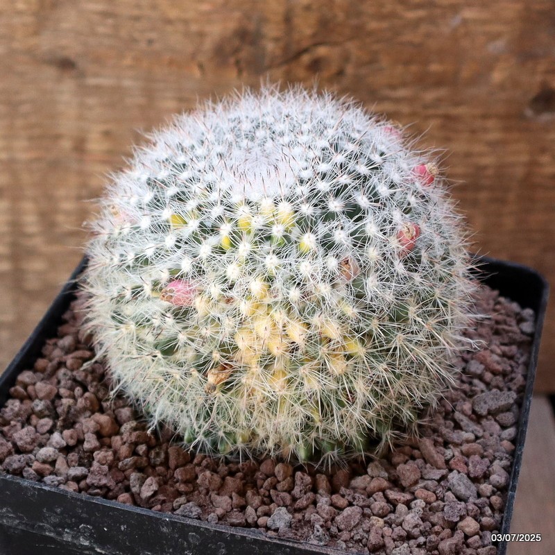 D5056 MAMMILLARIA HANIANA VARIEGATED pot12-H8-W9 cm MaMa Cactus