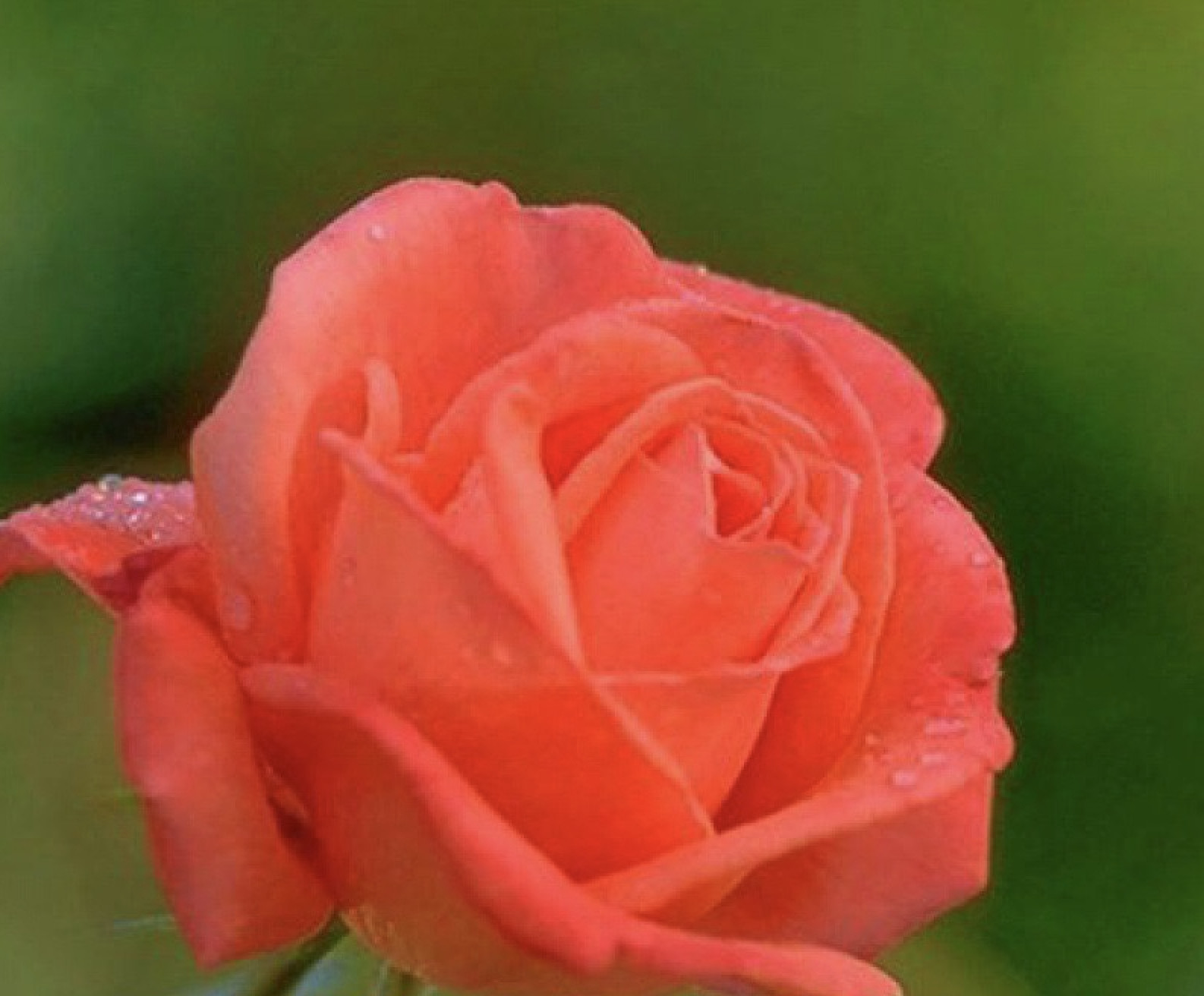(10) CLASSIC ROSE SEEDS perennial flower garden plant bush tea USA SELLER TRACK