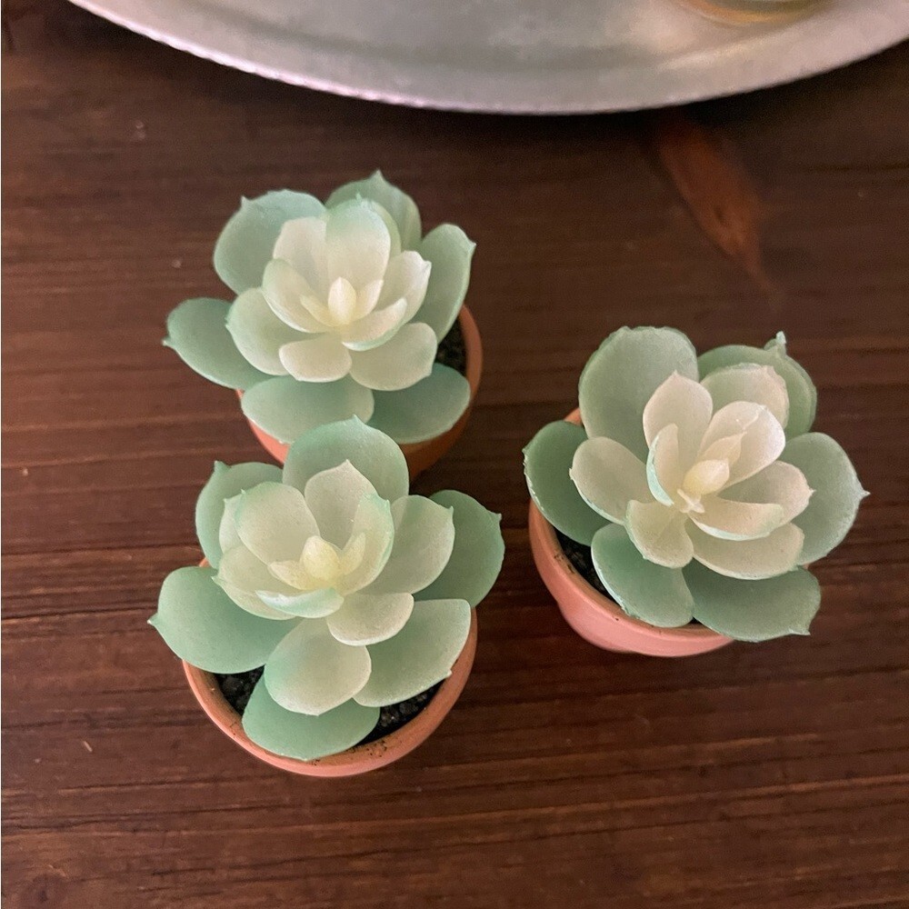 Set of new small decor succulent plant trio table top home accent mini event