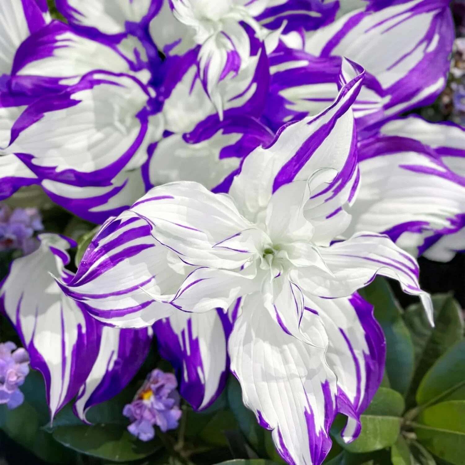 200 Purple Hosta Seeds, Rare Colorful Perennial Hosta Plants for Planting