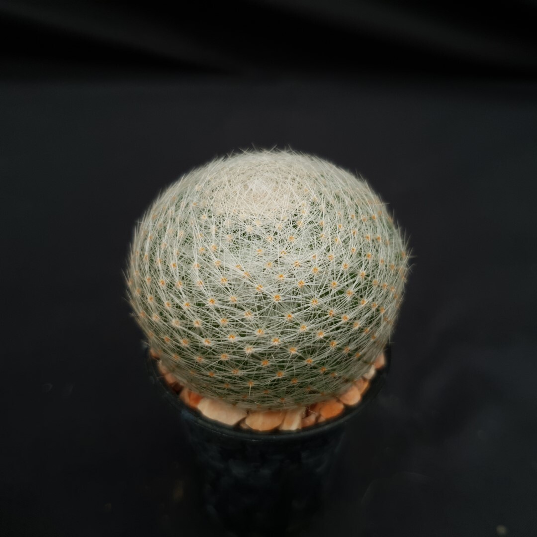 H13: Mammillaria lenta