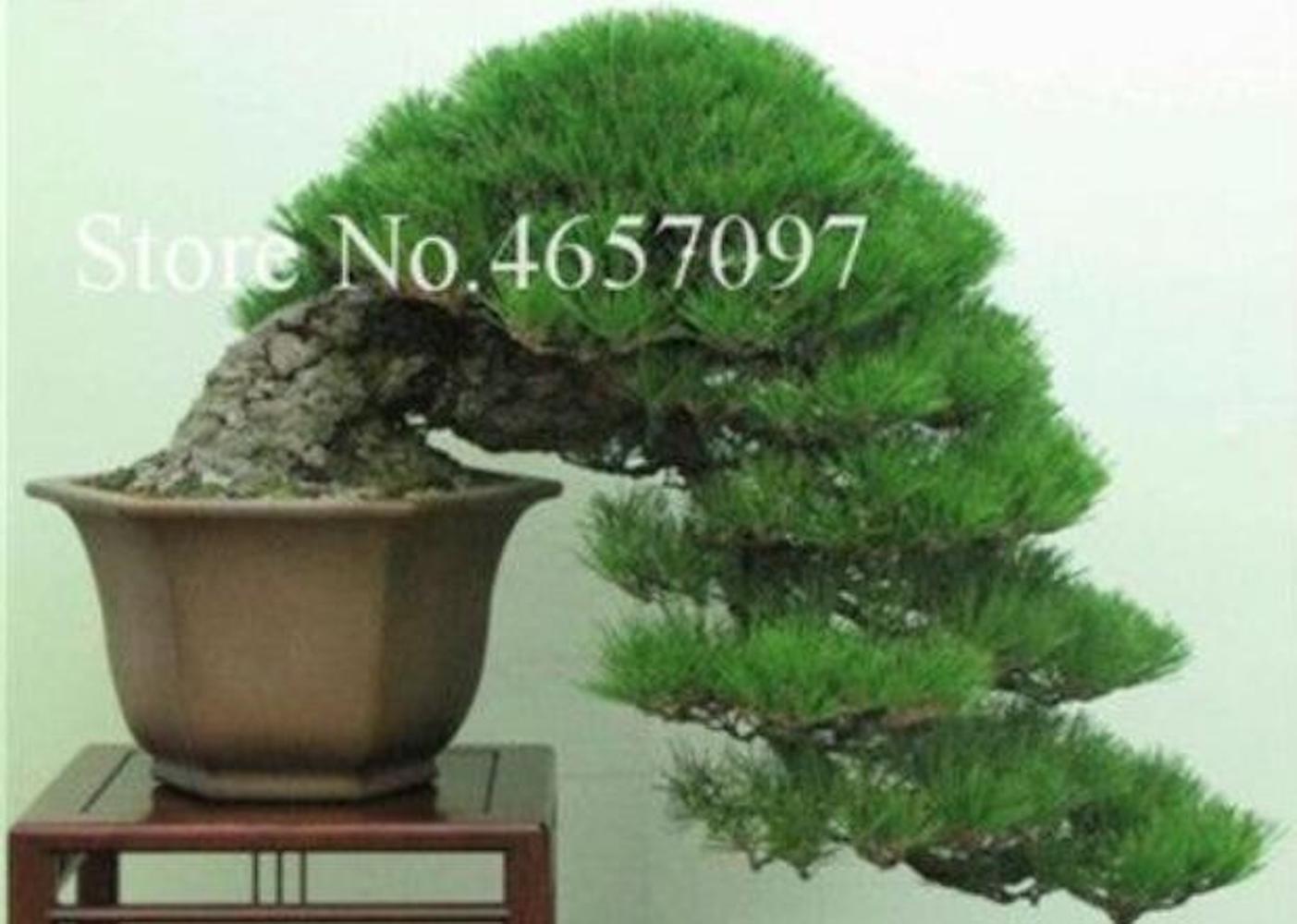 (10) BONSAI PINE TREE SEEDS rare exotic home garden mini dwarf USA SELLER TRACK