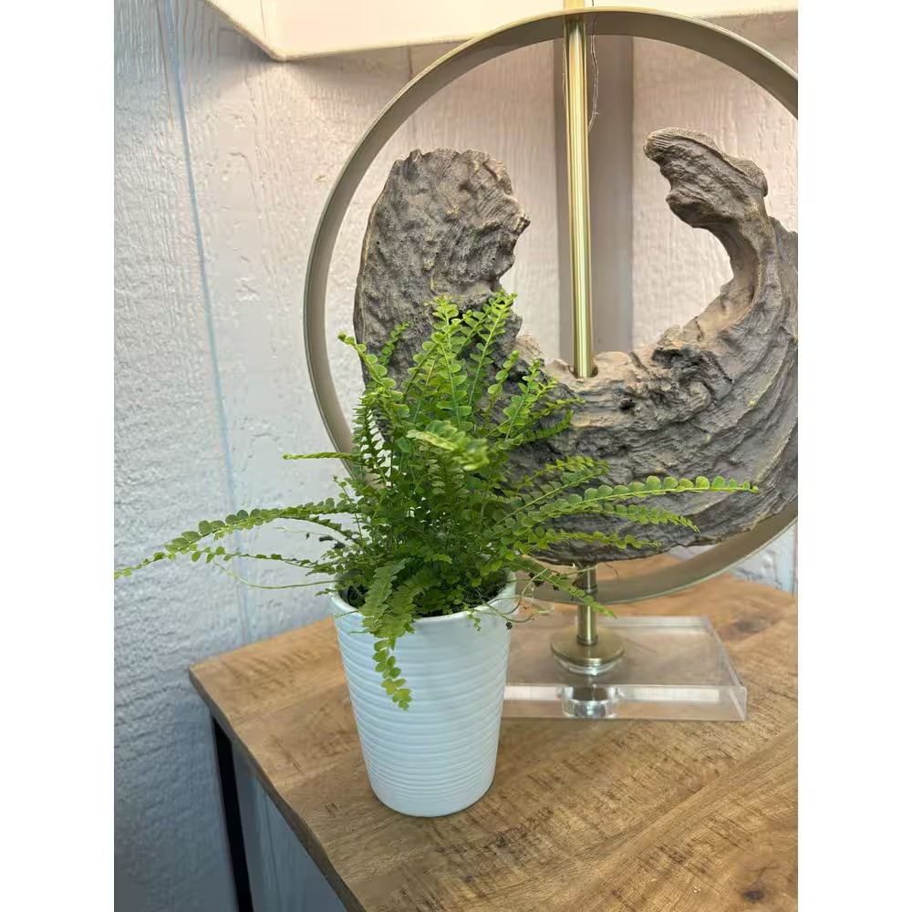Living Lace Fern Cute as a Button Indoor Plant in 3.5 In. White Ceramic Containe