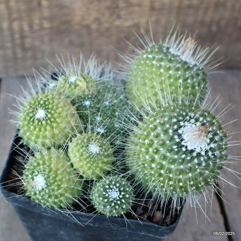 A5000 MAMMILLARIA SPINOSISSIMA UNPICO CRESTED pot12-H7-W14 cm MaMa Cactus