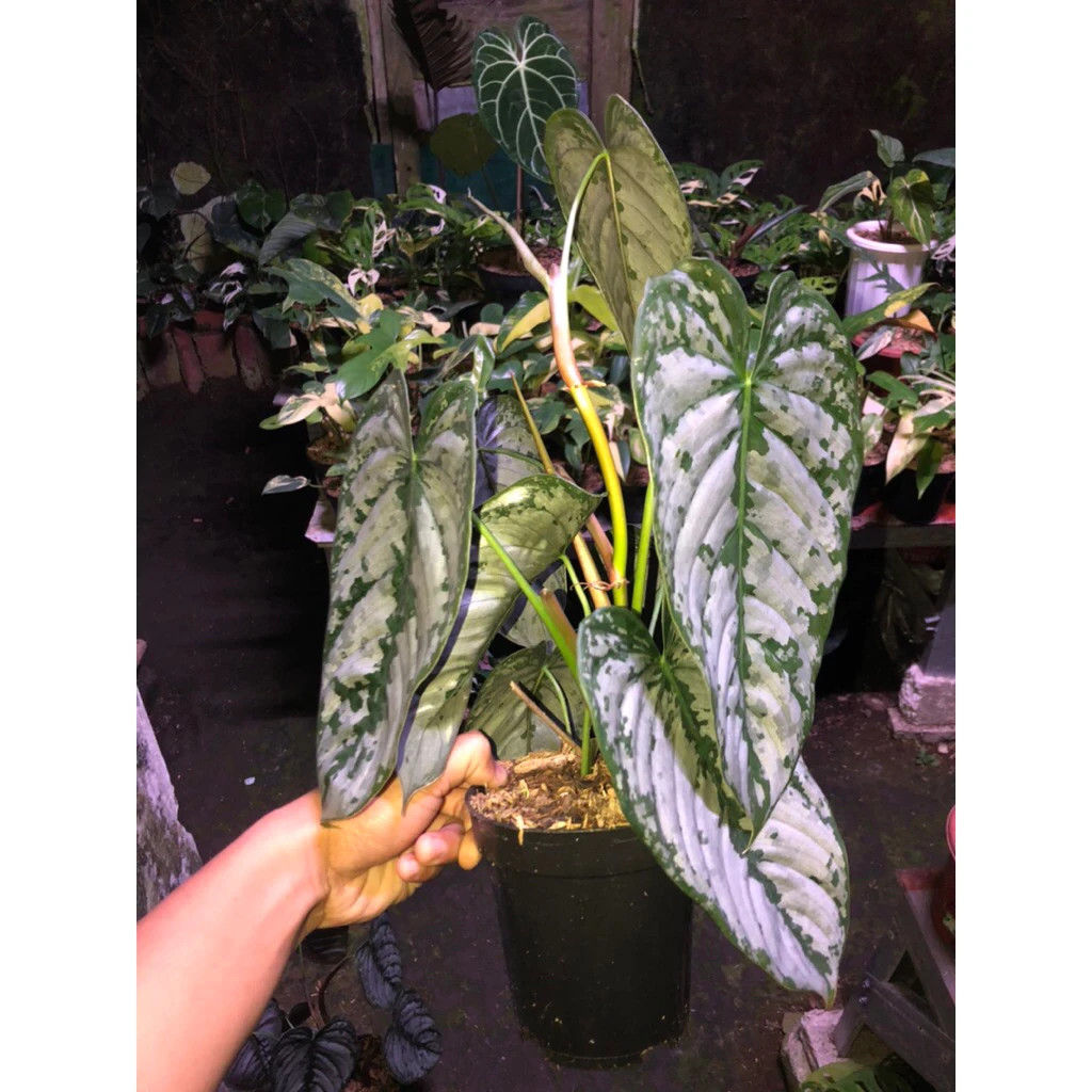 Philodendron Brandtianum Mature Size Live Tropical Plant PL118