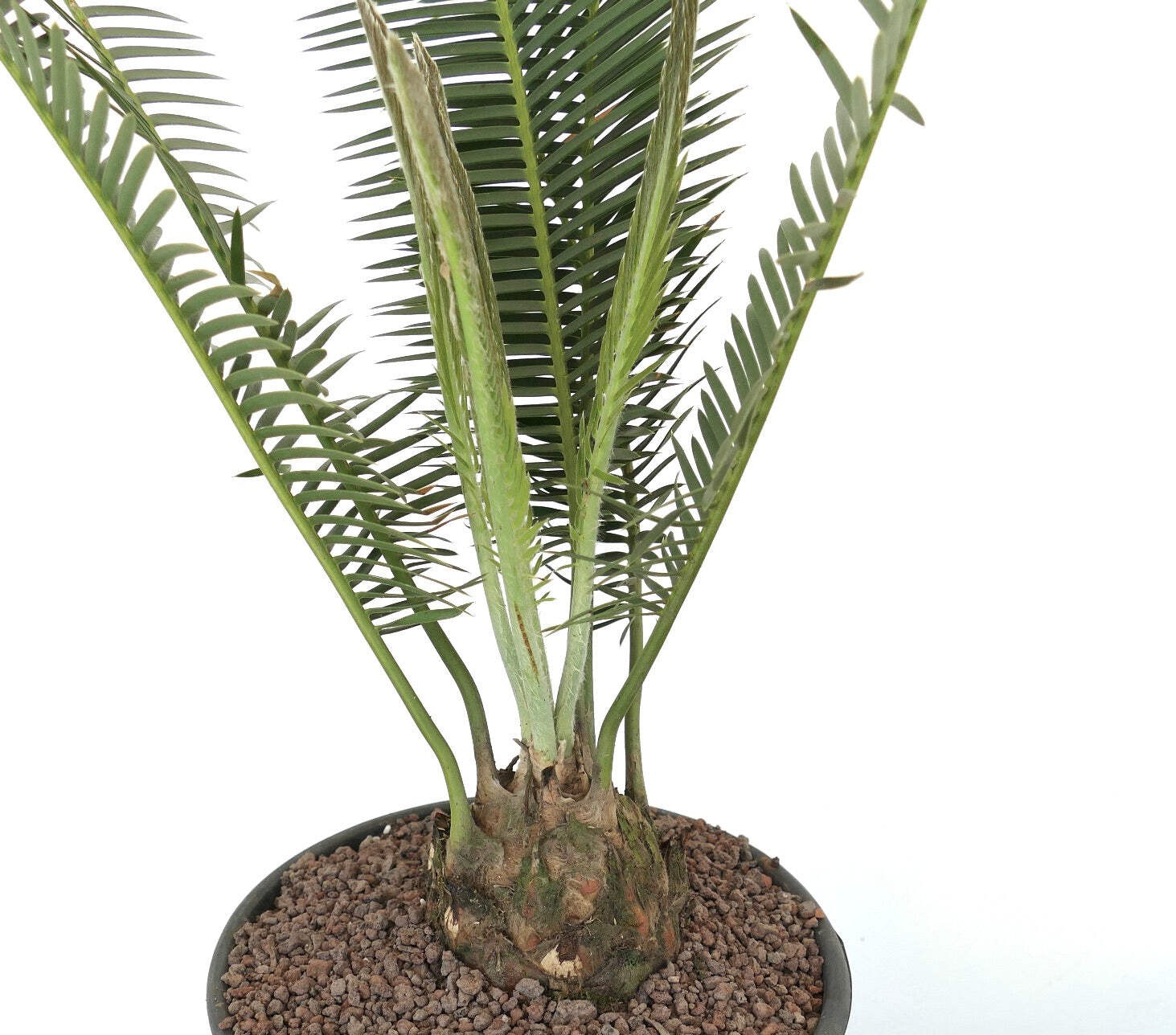 Dioon edule Jacala Form (Hidalgo, MX) 8x7cm Caudex – Chestnut dioon | Virgin’s p