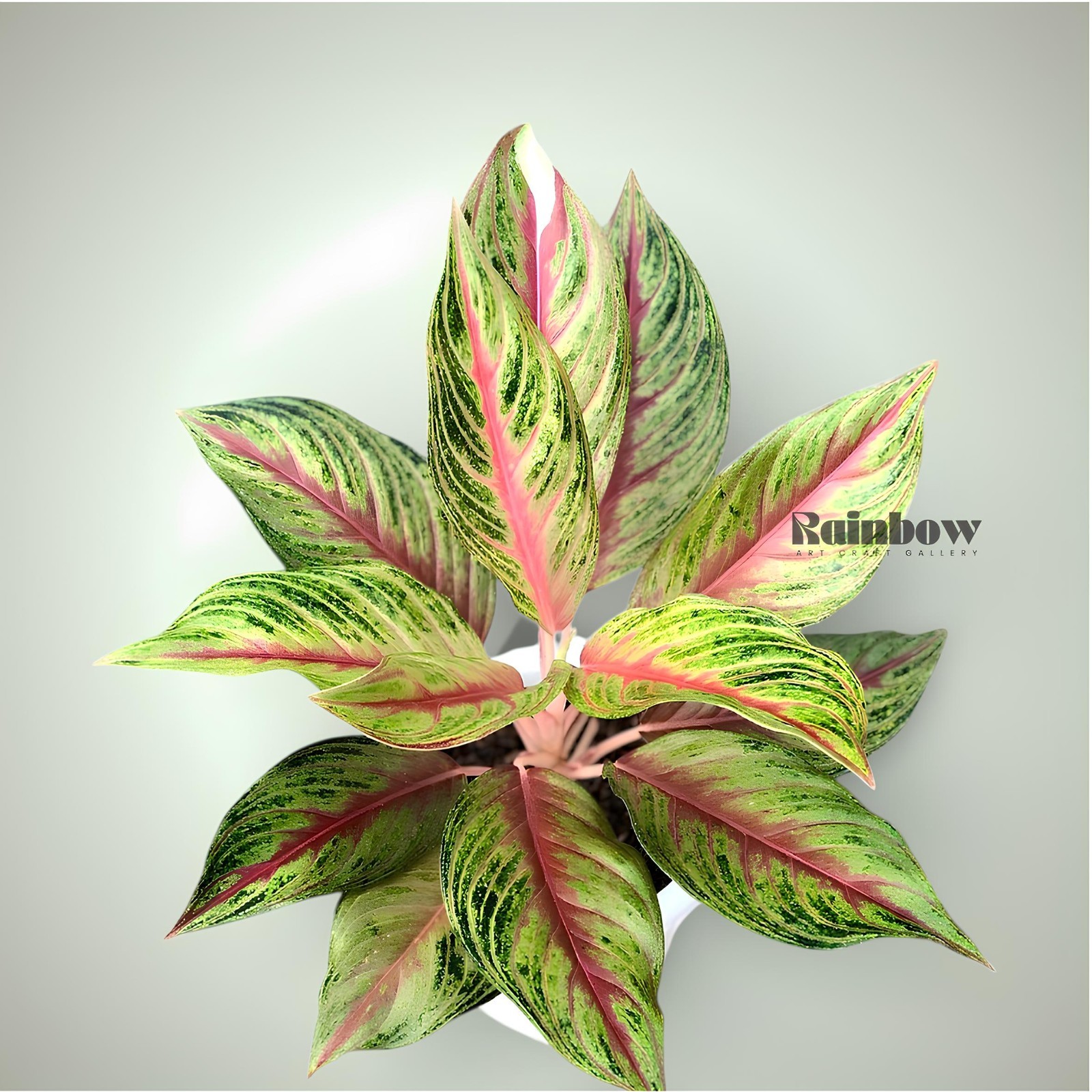 Aglaonema Golden Sweet Beatiful Ornamental Plant