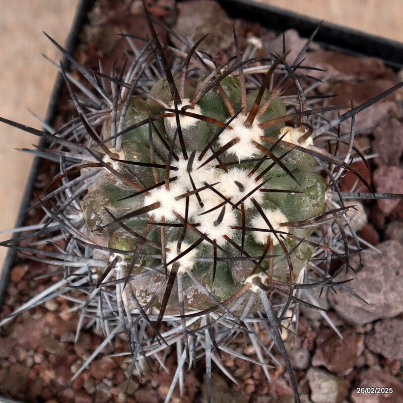 D3553 COPIAPOA COQUIMBANA V. DOMEYKOENSIS pot14-H11-W7 cm MaMa Cactus