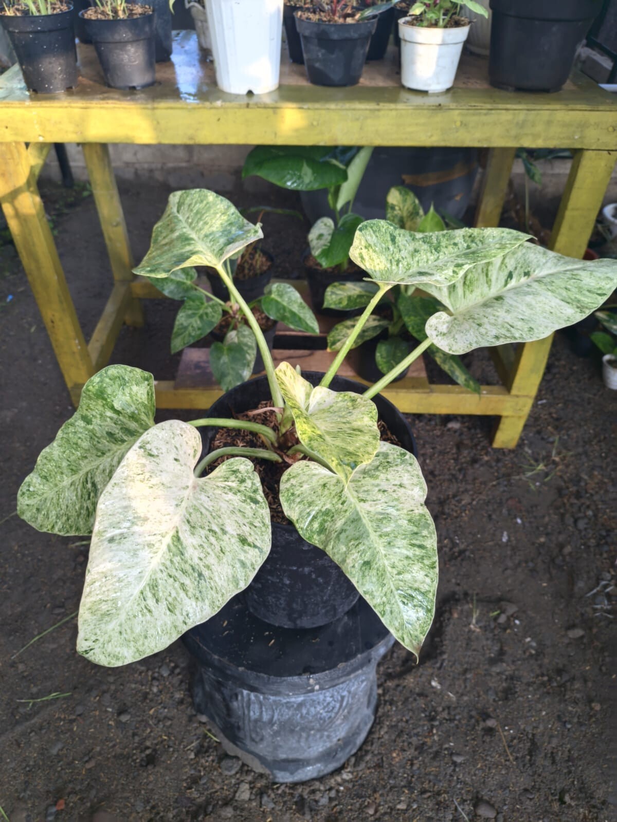 Real Pict Philodendron Giganteum Marble Variegated Big Leaves