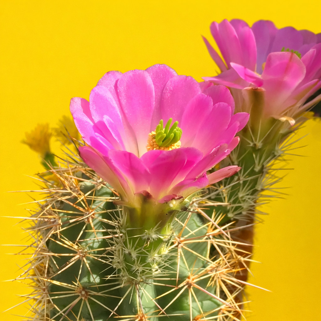 Echinocereus spinigemmatus SEEDS – Rare Cactus SEEDS