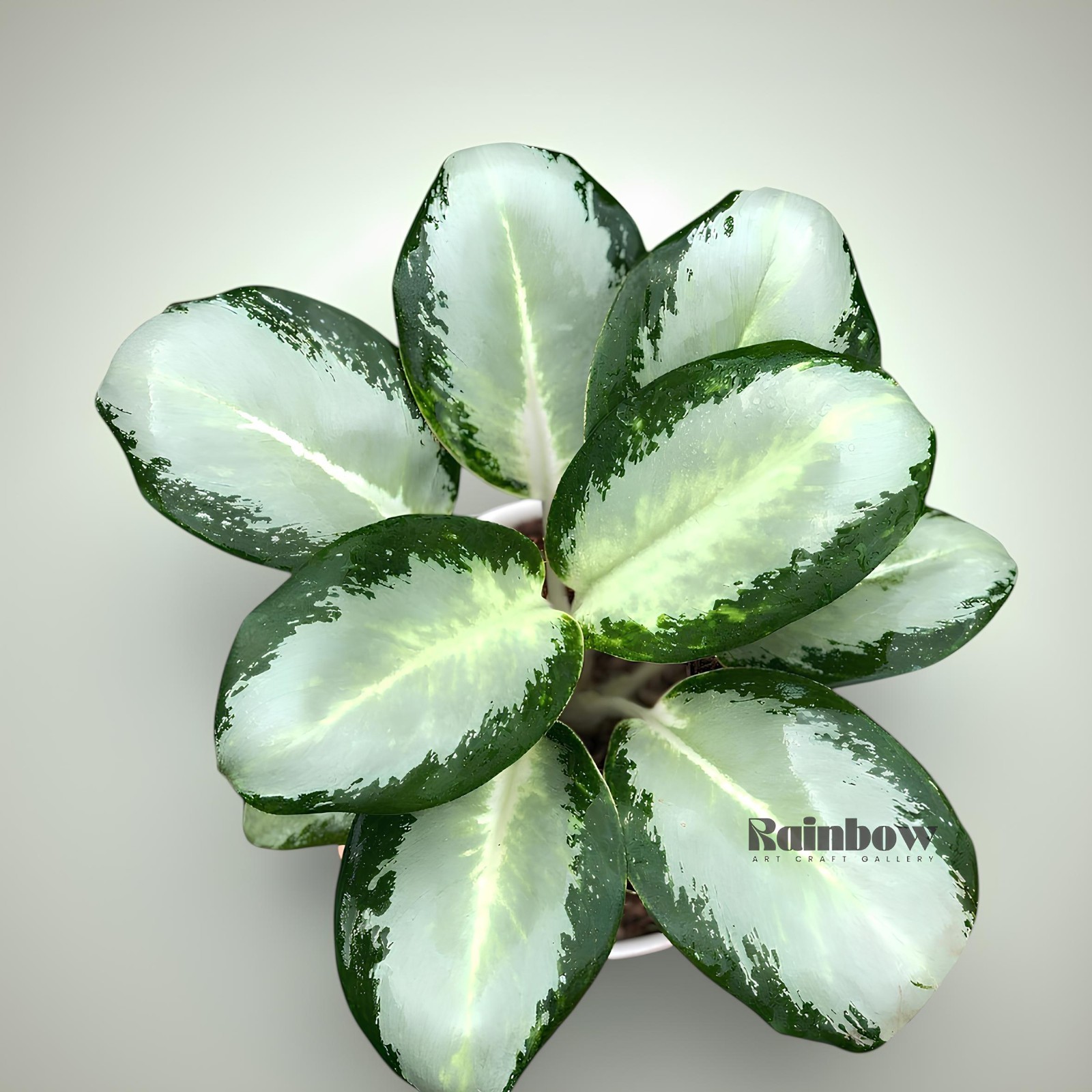 Aglaonema Green Bowl Beatiful Ornamental Plant