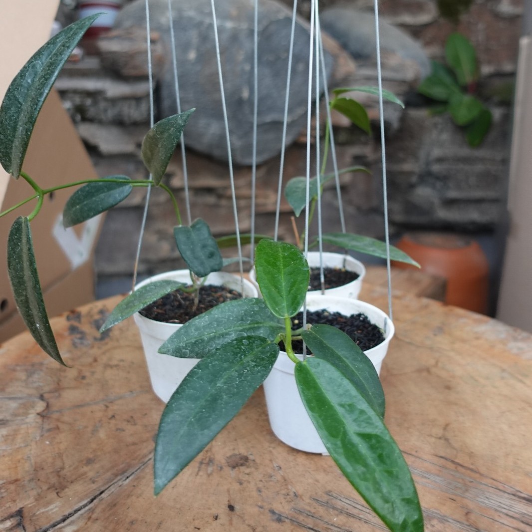 Hoya Sp. Papua Stenaokei (Pink Flower Form) Real Picture
