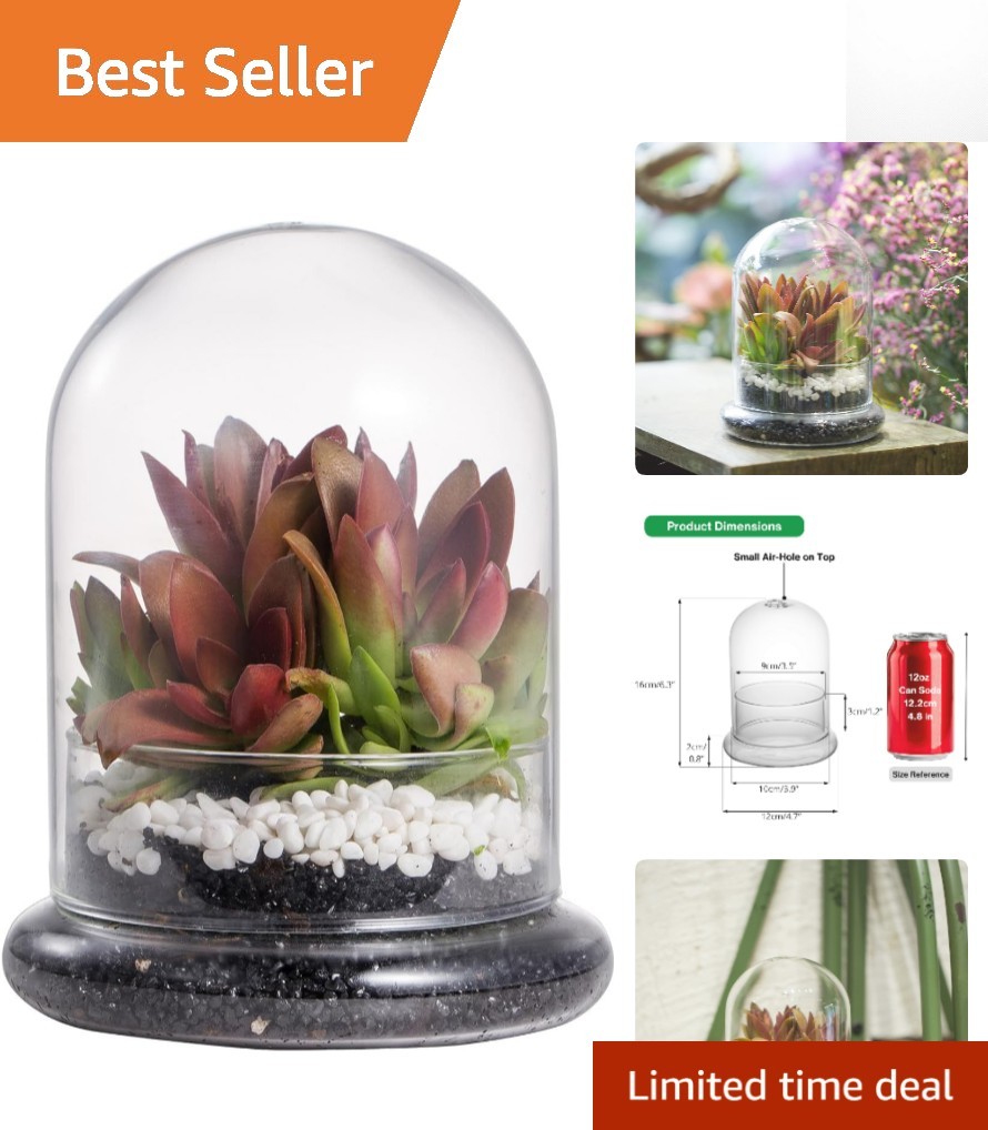 Chic Clear Glass Terrarium Cloche with Base – Ideal for Succulents or Displays