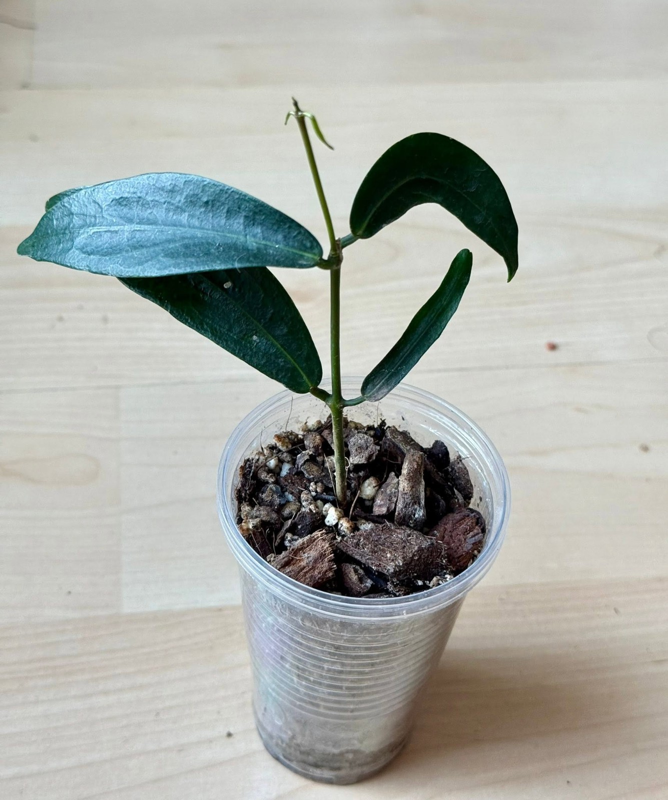 Hoya Globulifera Rare Variegated, Real Picture, Aroid Houseplant