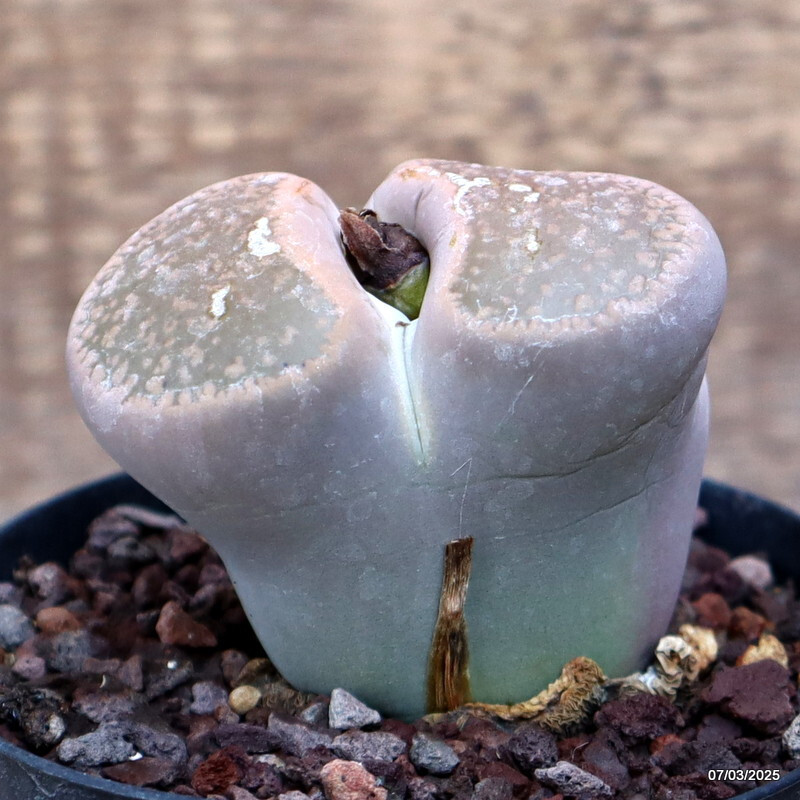 A6161 LITHOPS AUCAMPIAE pot 10 cm H 5 cm W 8 cm MaMa Cactus