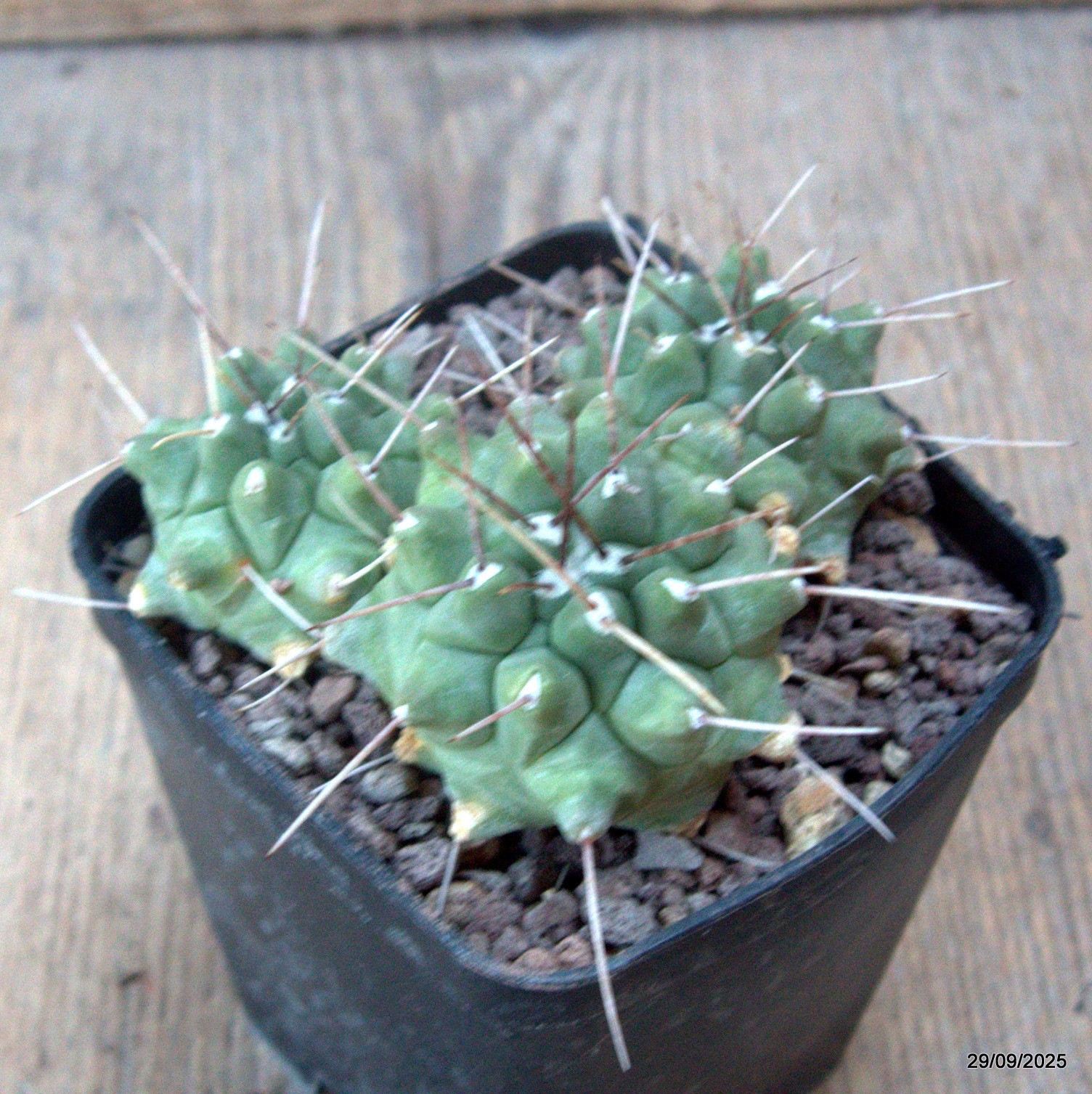 D6754 THELOCACTUS RINCONENSIS pot8-H5-W9 cm MaMa Cactus