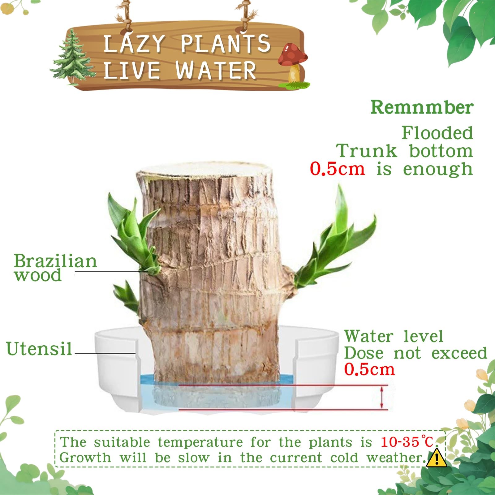 JJWYLTKB Brazilian Lucky Wood Plant,Fortune Brazil Potted Plant Brown