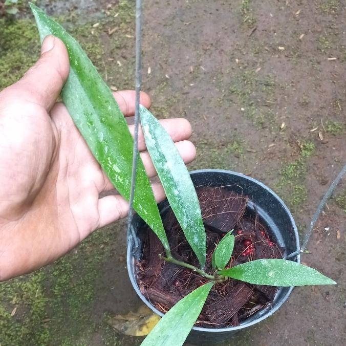 Real Pict Hoya Hybrid (Sulawesiana x Clemensiorum) Exotic Rare Plant