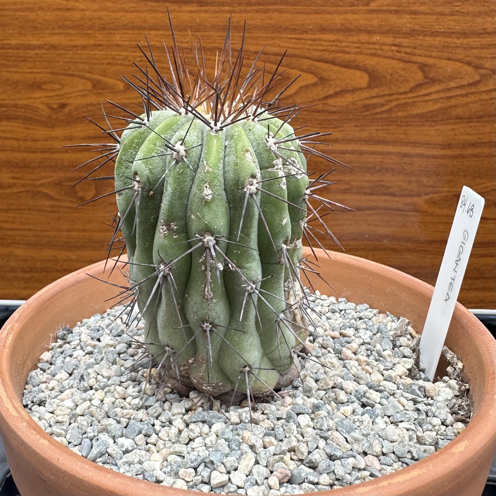 Copiapoa Haseltoniana ssp. GIGANTEA own roots US SELLER WYSIWYG