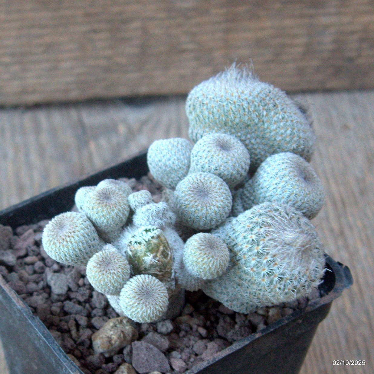 D6812 EPITHELANTHA MICROMERIS MONSTER pot7-H5-W9 cm MaMa Cactus