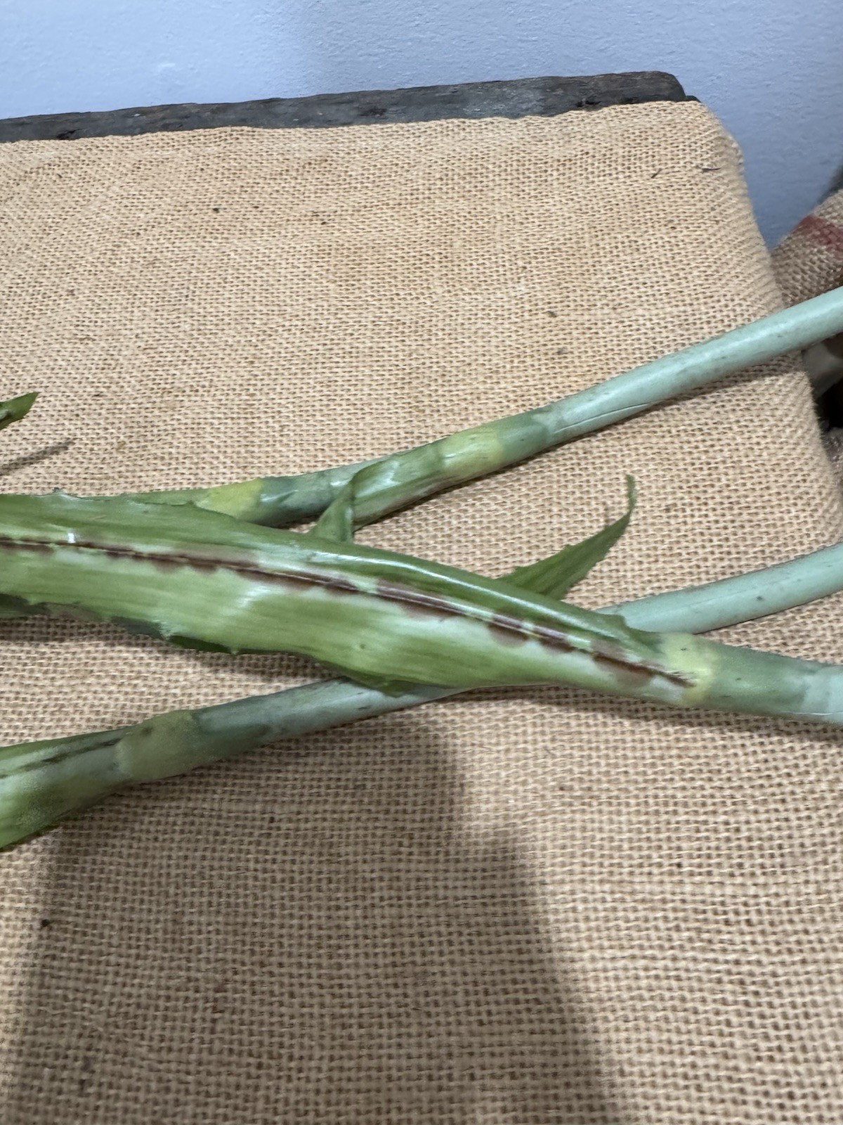 Primitive Pineapple Stems 28”