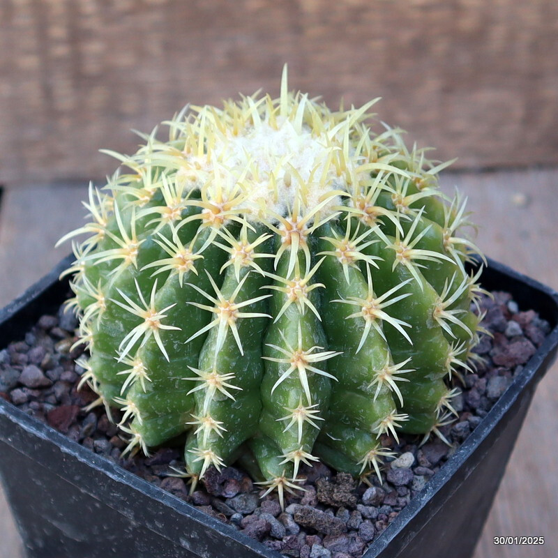 A9299 ECHINOCACTUS GRUSONII BREVISPINUS pot10-H8-W9 cm MaMa Cactus WHITE SPINES