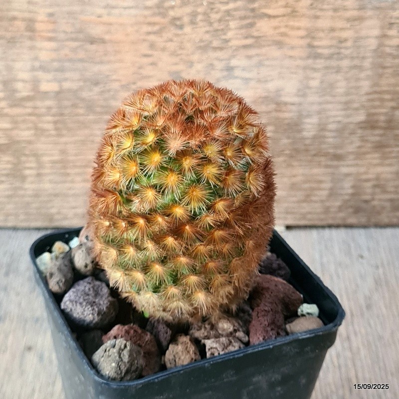 D6419 MAMMILLARIA CARMENAE pot8-H9-W6 cm MaMa Cactus