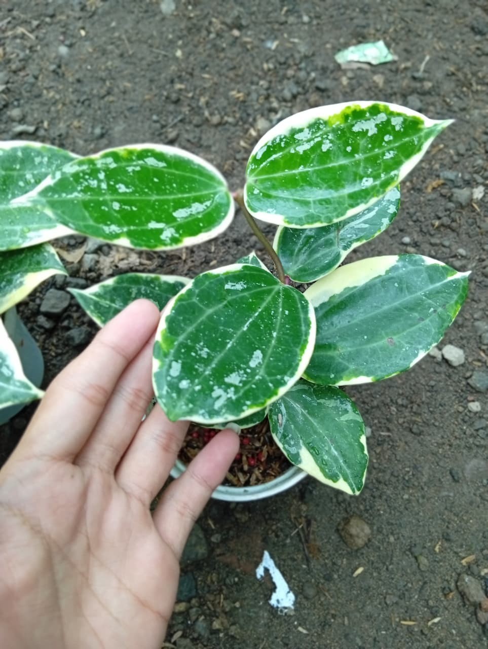 Real Picture Hoya Latifolia Albomarginata