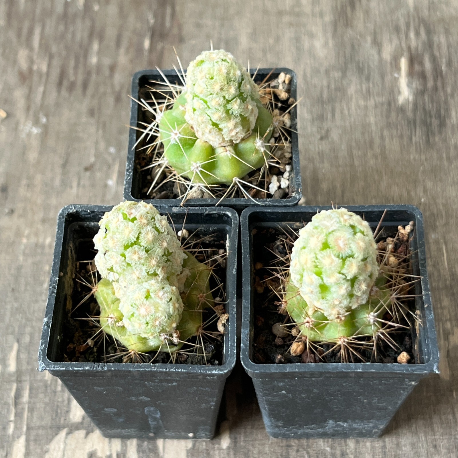 A34-1359. Mammillaria theresae v. albiflora, 3 pieces (Grafted)