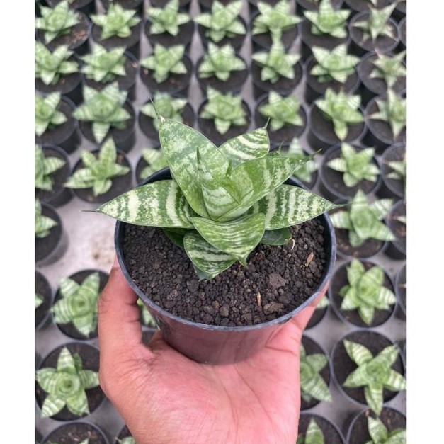 Sansevieria Hybrid Pandawa Compact Rosette Live Plant Grow in Pot