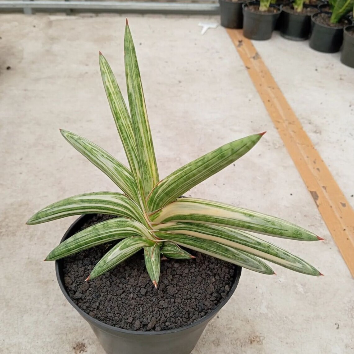 Sansevieria Blue Clone Variegated Big Size High Quality Rare Uniqe Snake Plant