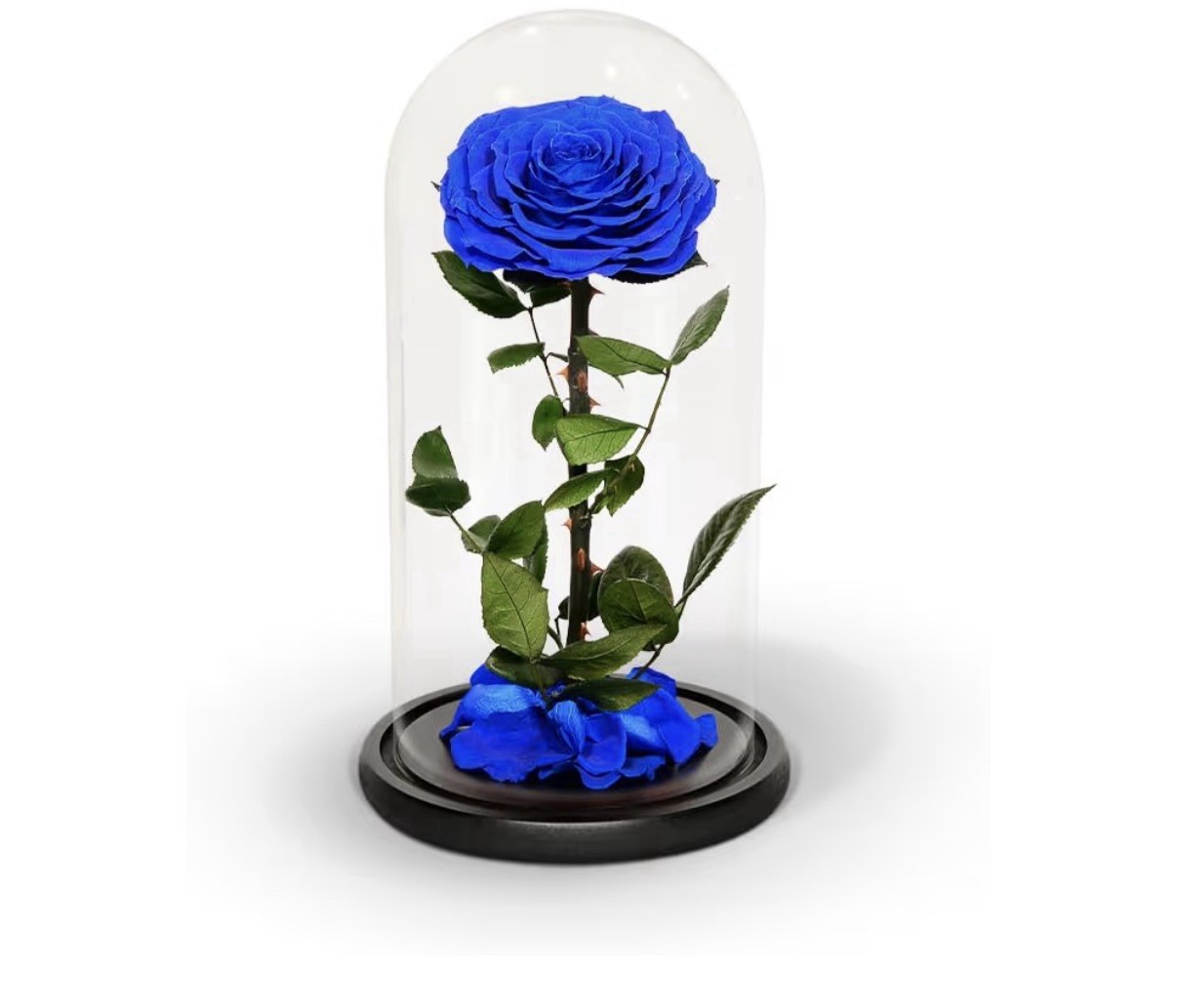 Haigivt Preserved Blue Rose Arrangement in Glass Dome 8.7″ x 5.5″ Floral Decor
