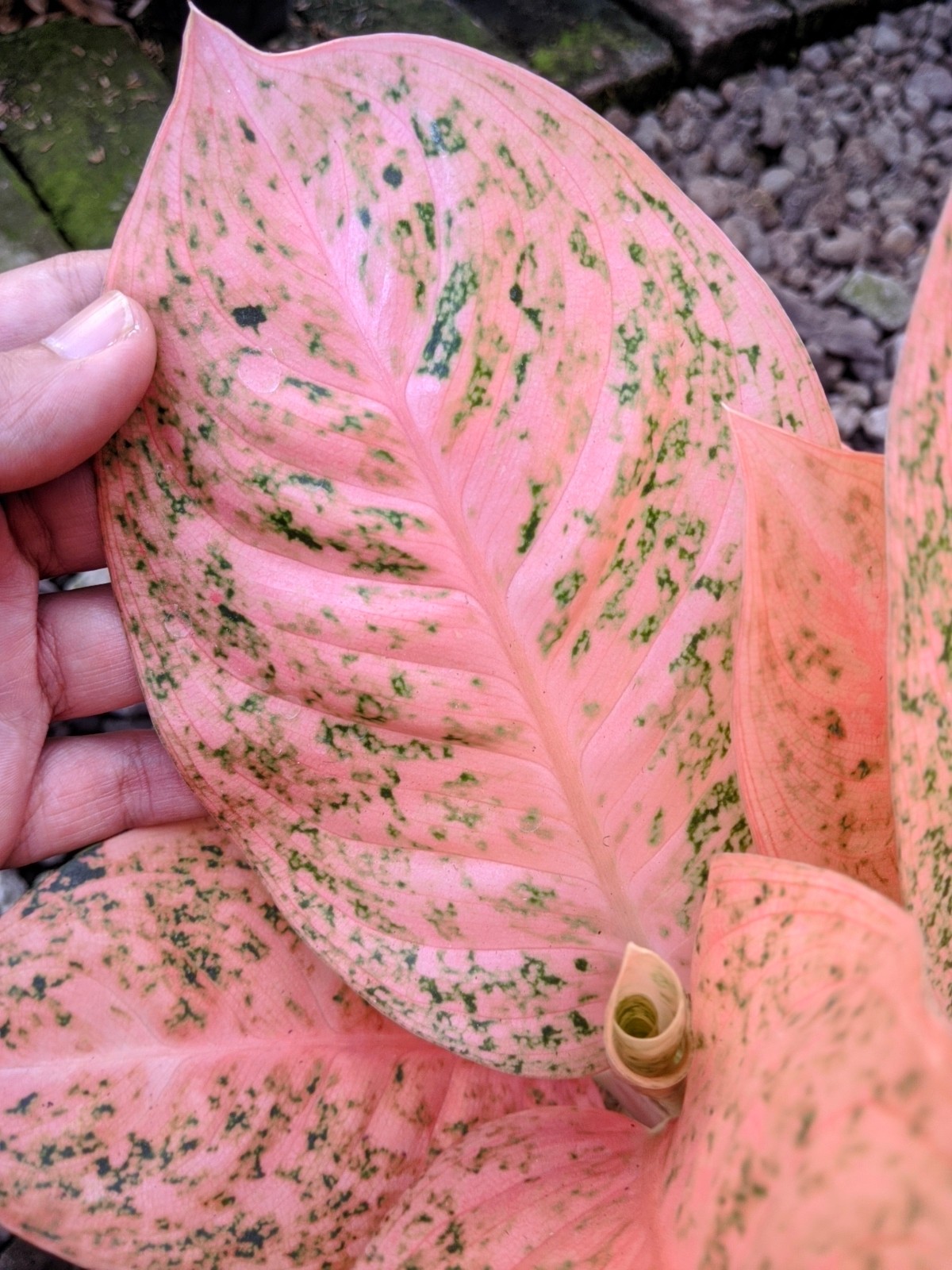 Aglaonema Sturdust Oren Large Size Real Picture