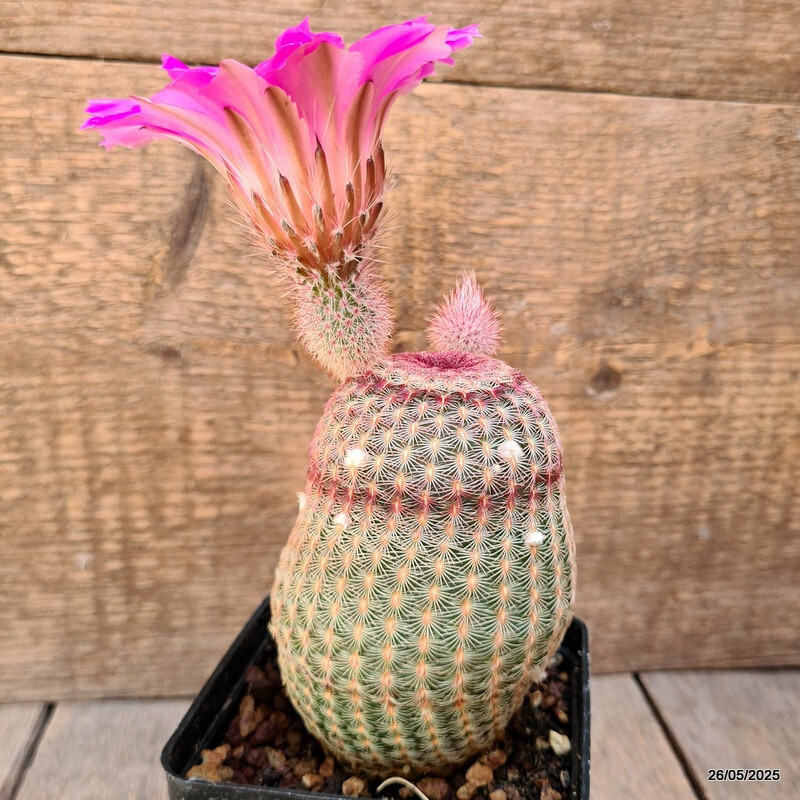 D4228 ECHINOCEREUS RIGIDISSIMUS RUBRISPINUS pot9-H11-W8 cm MaMa Cactus