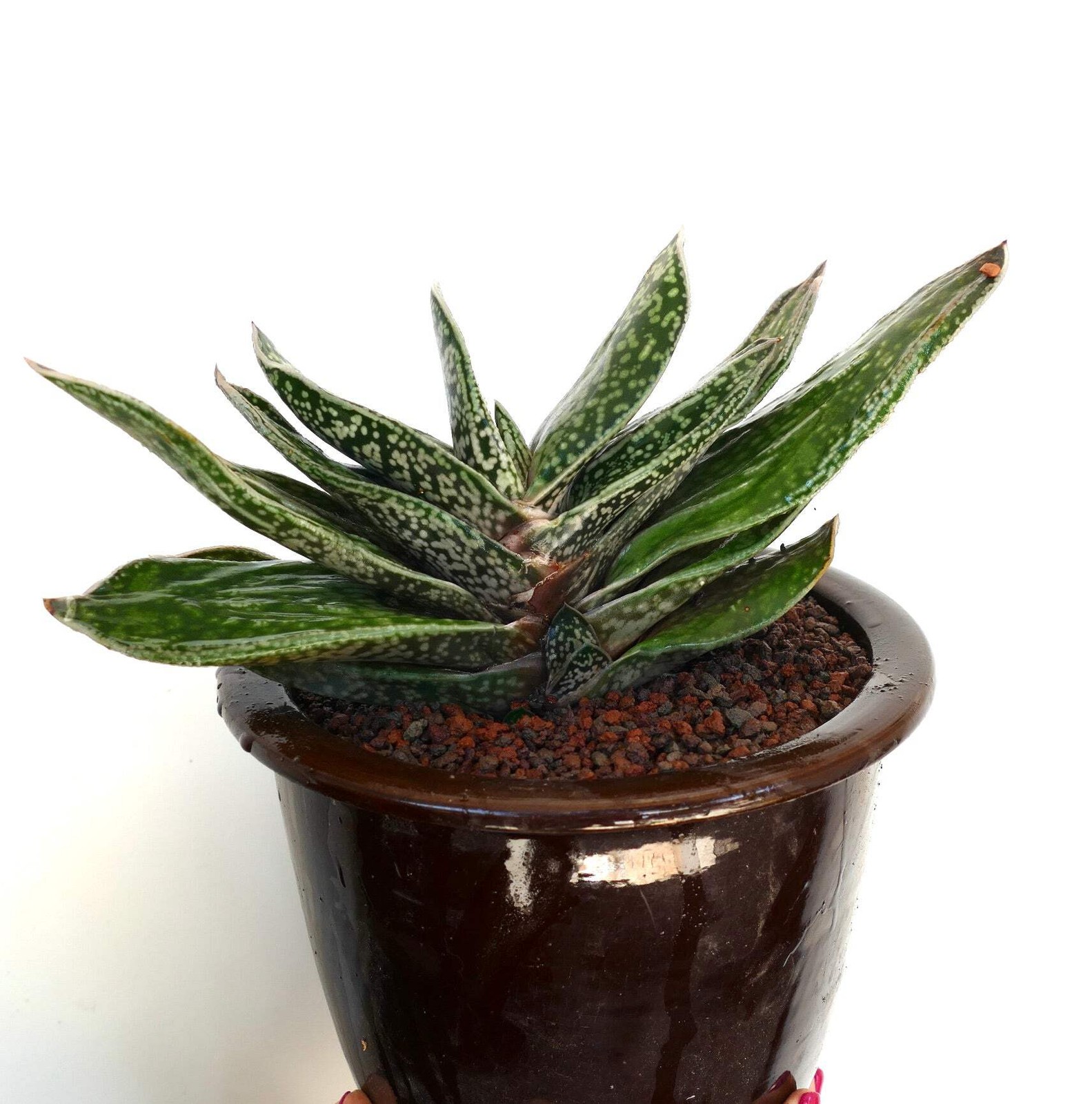Giant Gasteria cv. MARYLAND ex. N.C.S. – Ox tongue | Lawyer’s tongue