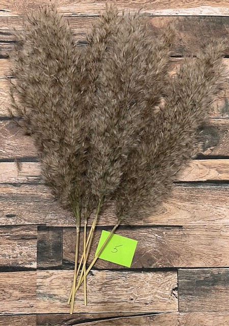 Natural Dried Pampas Grass ~ Boho ~ Home Decor ~ Wedding ~ 70 pcs