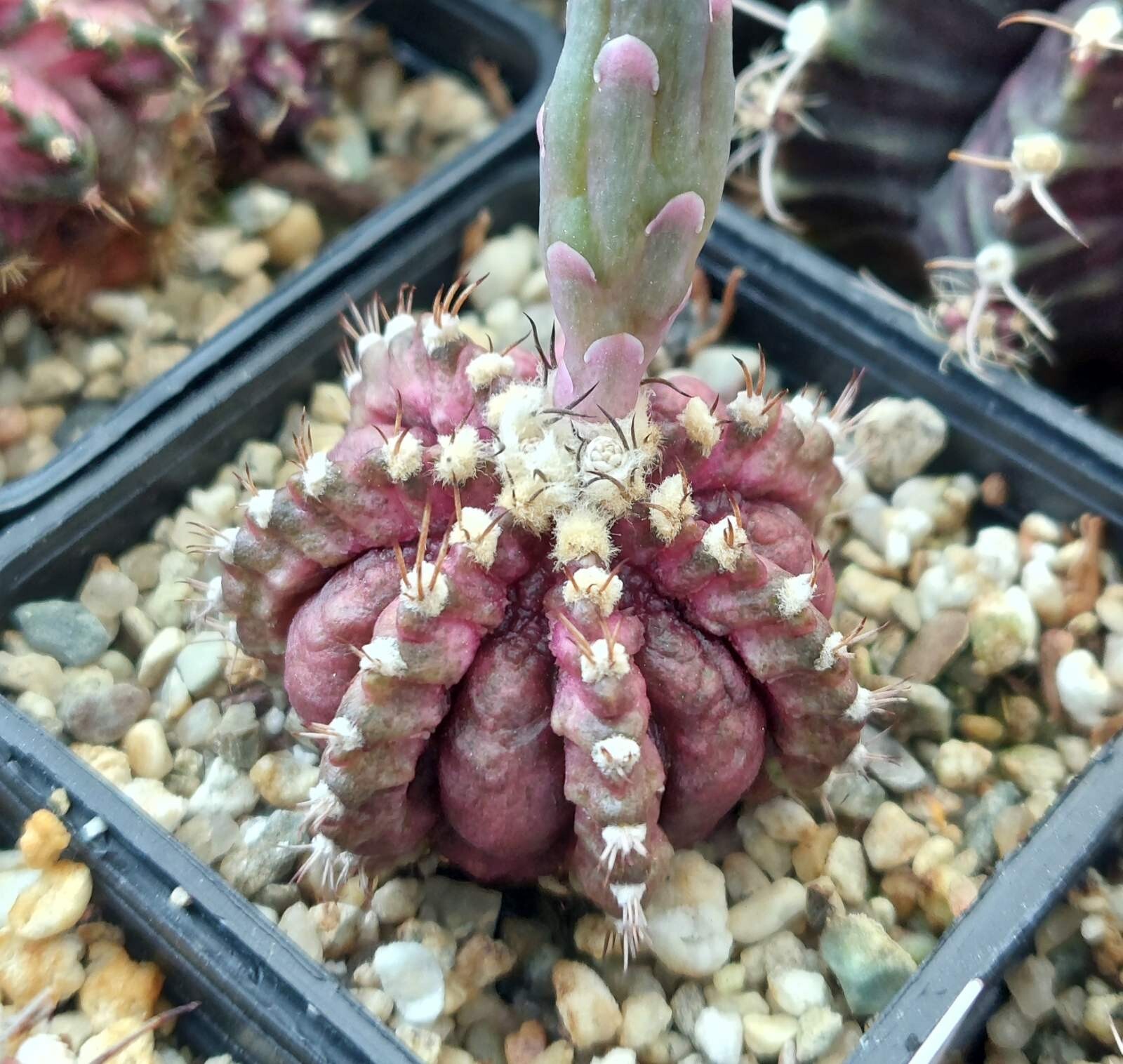 Gymnocalycium mihanovichii ‘T-Rex’ hybrid mix 100seeds harvest 2025