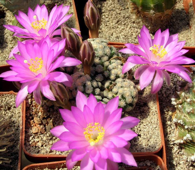 Mammillaria theresae,seeds10 pcs