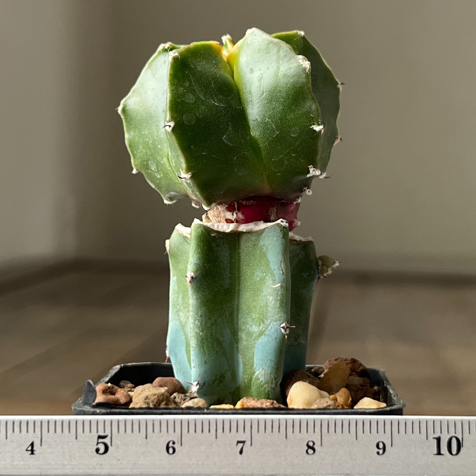 A17-993 Astrophytum myriostigma cv. Koh-Yo, grafted