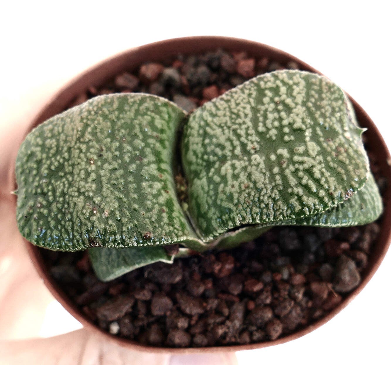 Gasteria armstrongii WHITE PEARL THICK LEAVES (DE LONGHI) – Dwarf Gasteria | Arm
