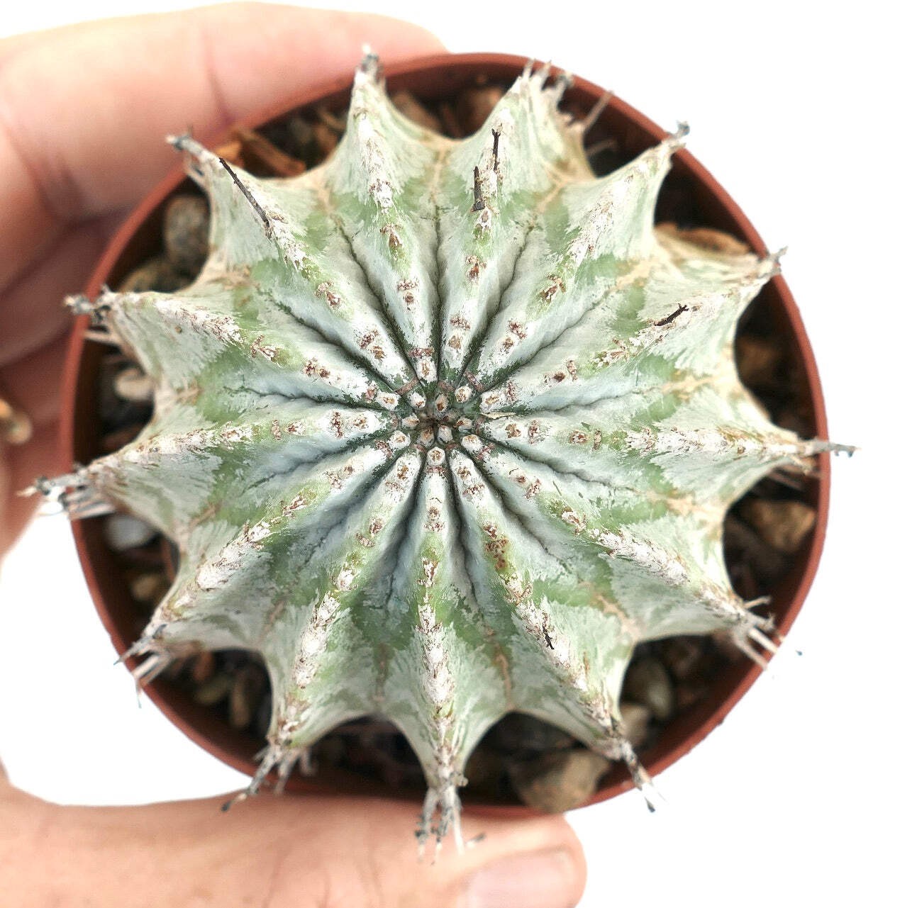 Euphorbia horrida cv ‘SNOWFLAKES’ WHITE GRAY – African milk barrel | Snowflakes