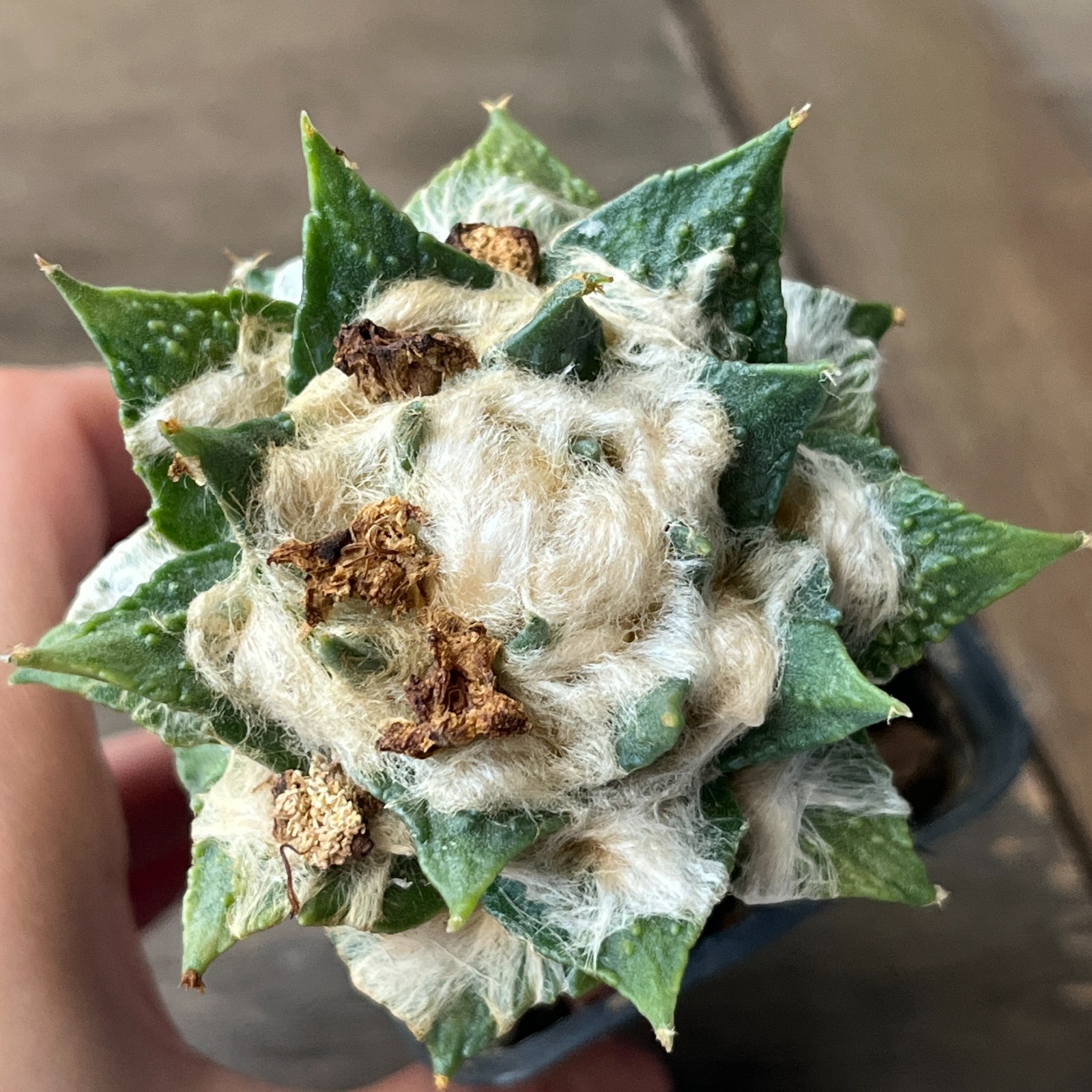 A52-866 Cactus hybrid (hintonii x trigonus), grafted