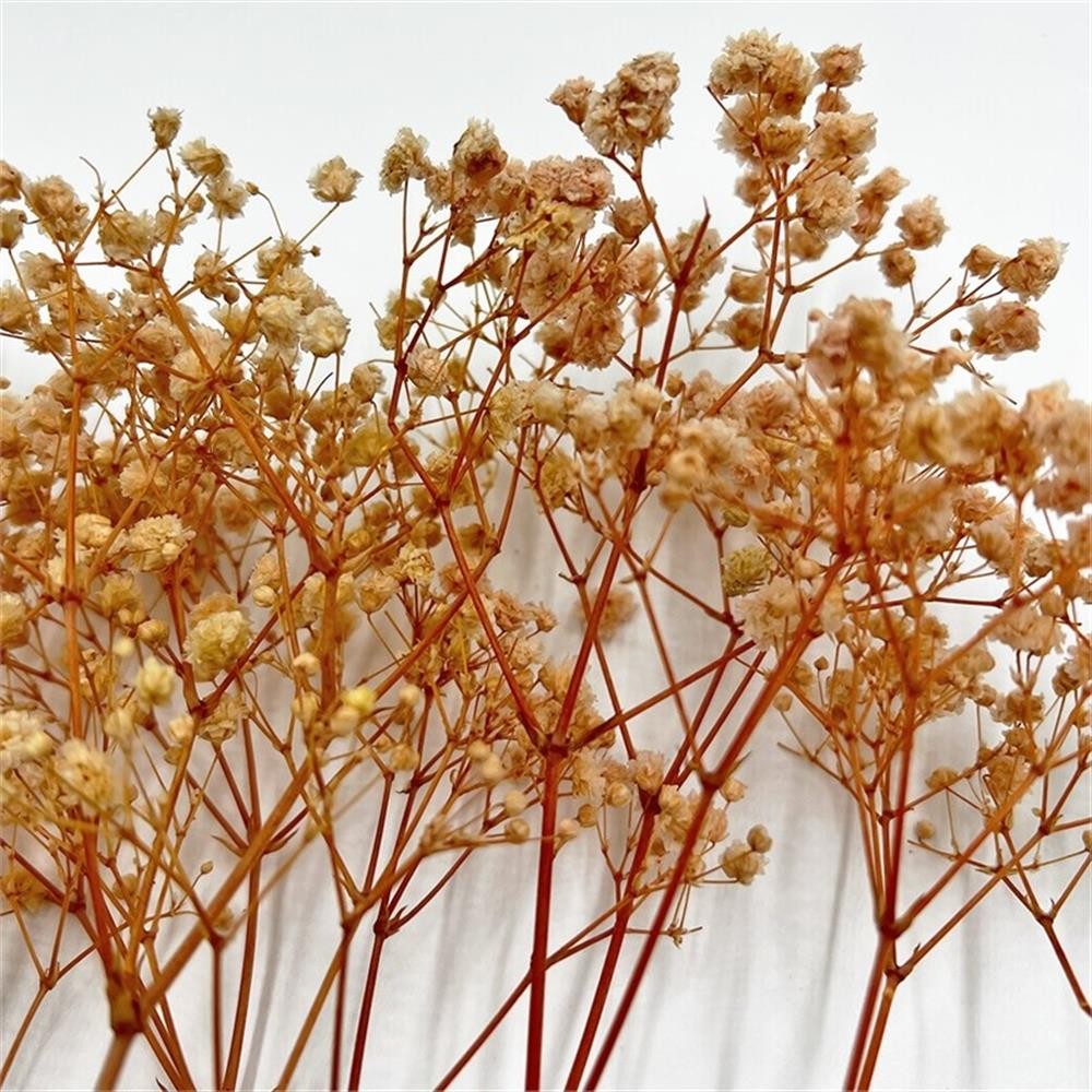 Pemberly Row 10-inch High Real Preserved Mixed Bouquets in Small Size