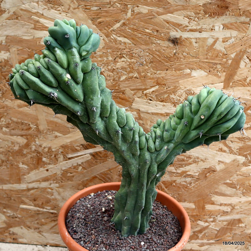 D199 MYRTILLOCACTUS GEOMETRIZANS CRESTED pot24-H38-W36 cm MaMa Cactus